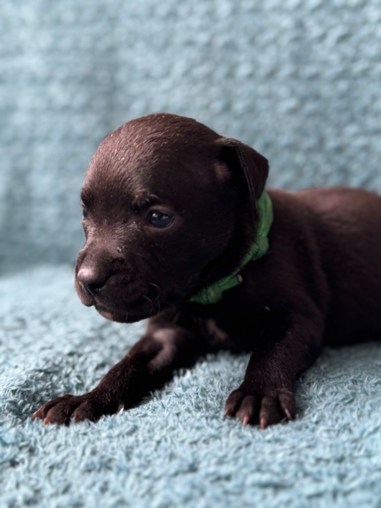 Royale Black Pearl - Chiot disponible  - Staffordshire Bull Terrier