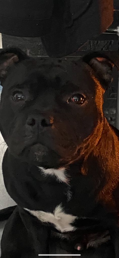 Bluedogcity Rango