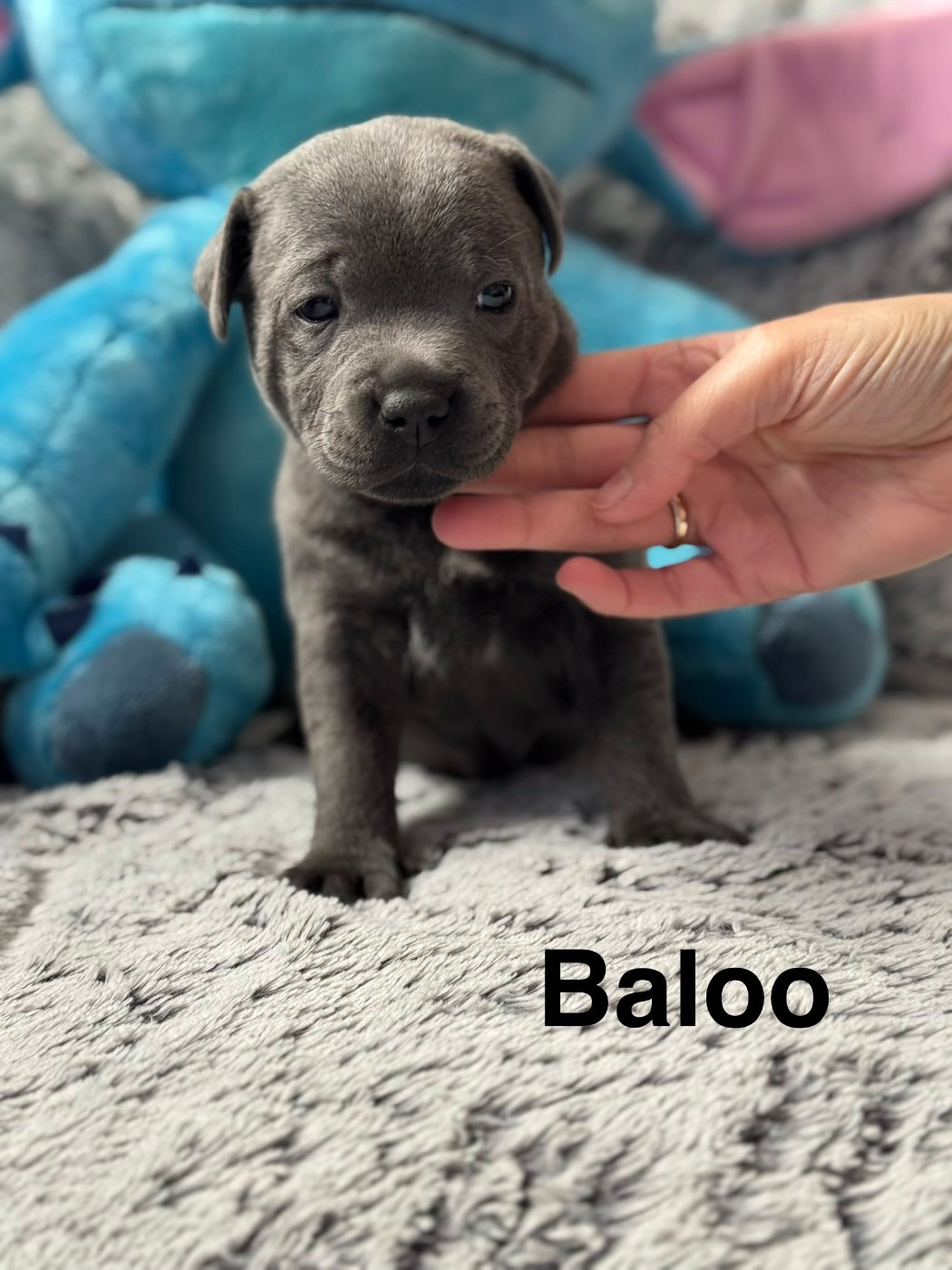 Royale Black Pearl - Chiots disponibles - Staffordshire Bull Terrier