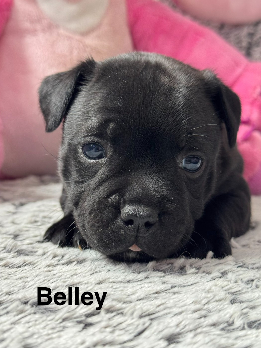 Royale Black Pearl - Chiots disponibles - Staffordshire Bull Terrier