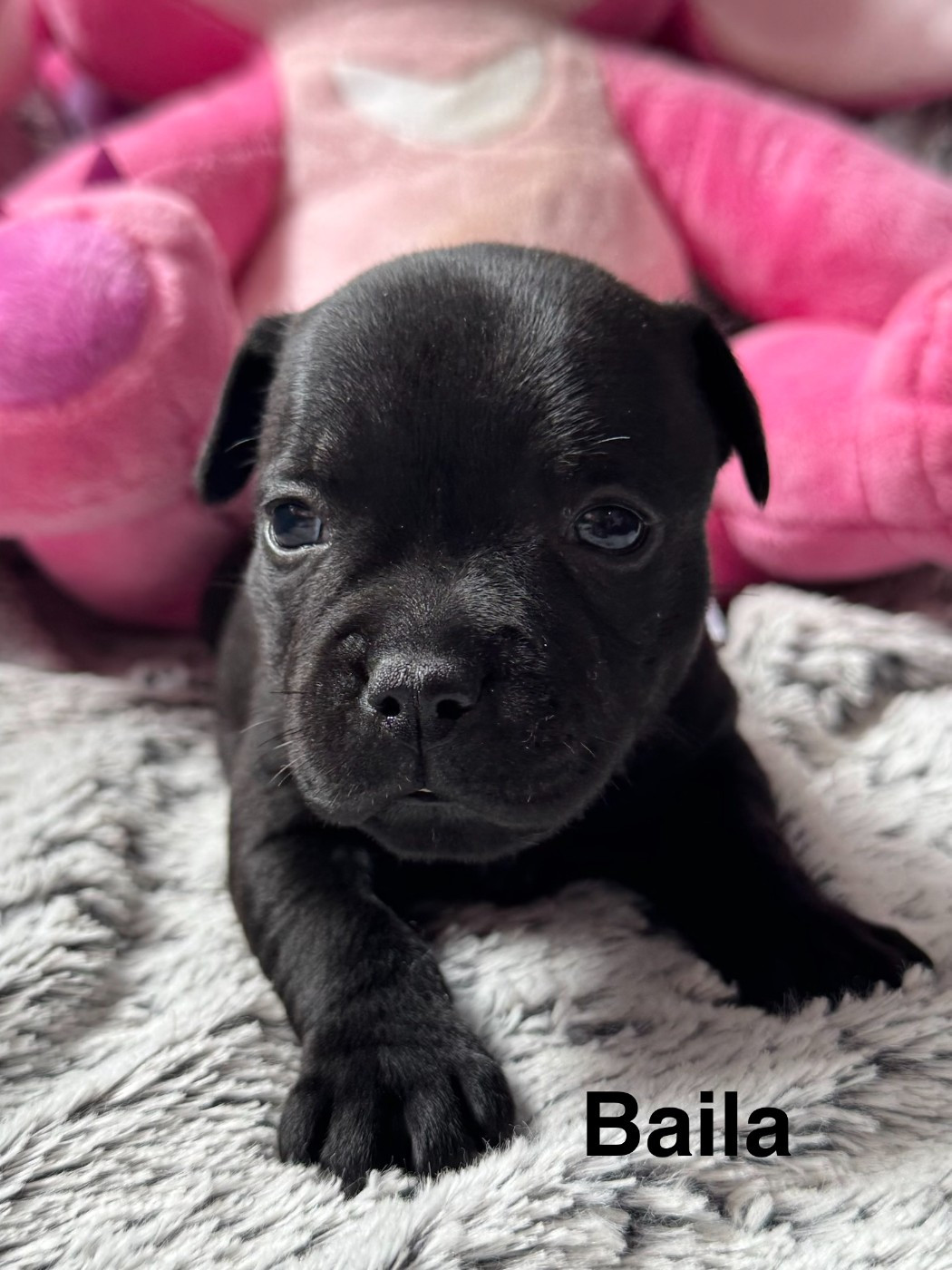 Royale Black Pearl - Chiots disponibles - Staffordshire Bull Terrier