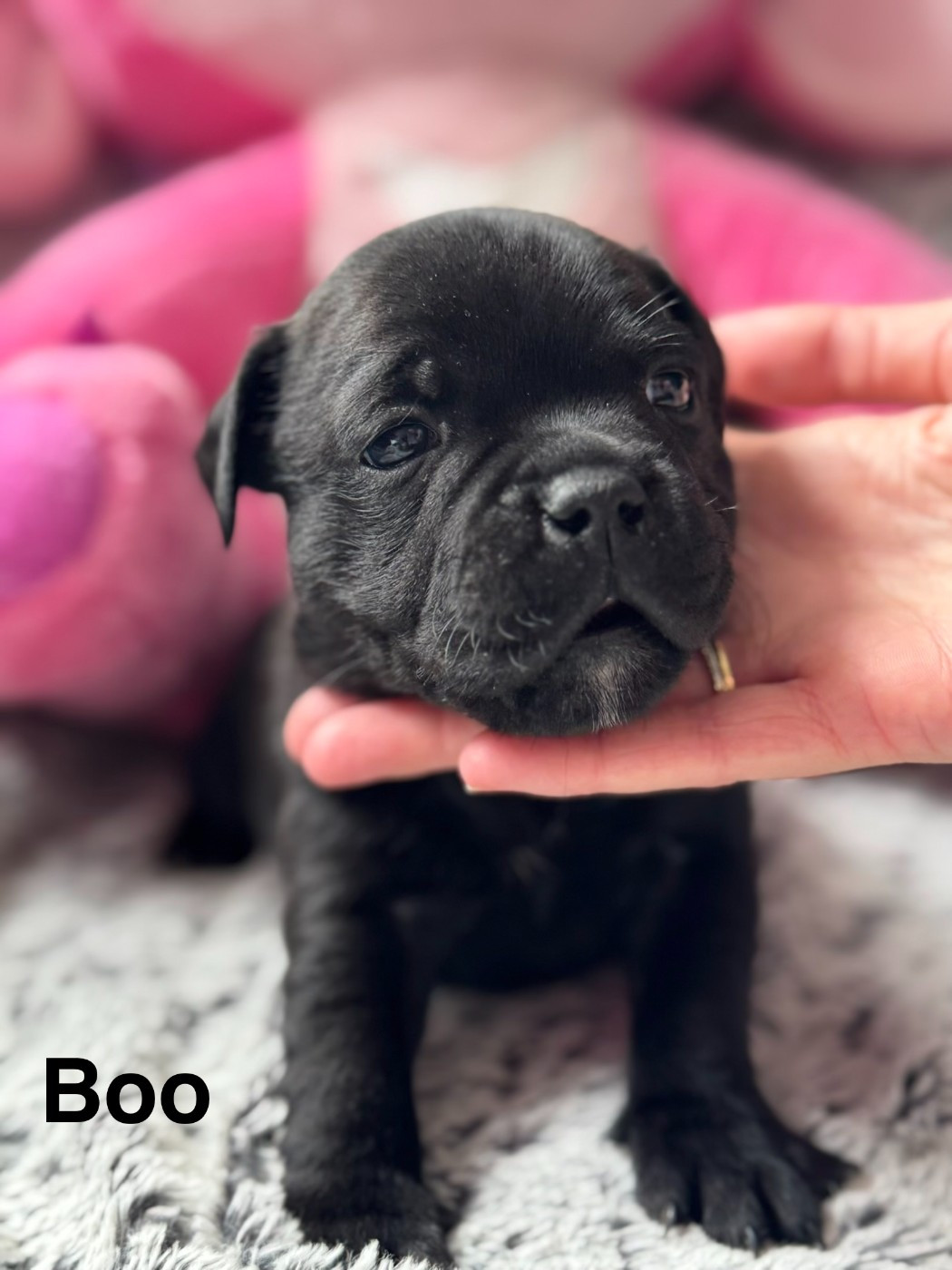 Royale Black Pearl - Chiots disponibles - Staffordshire Bull Terrier