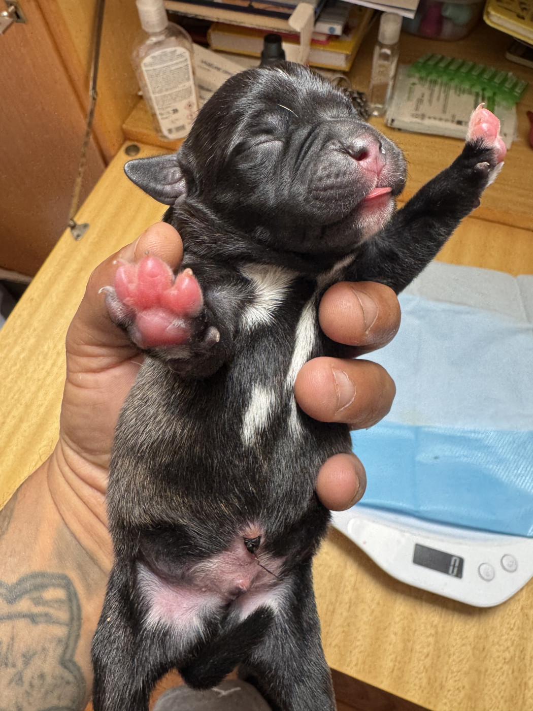 Royale Black Pearl - Chiots disponibles - Staffordshire Bull Terrier