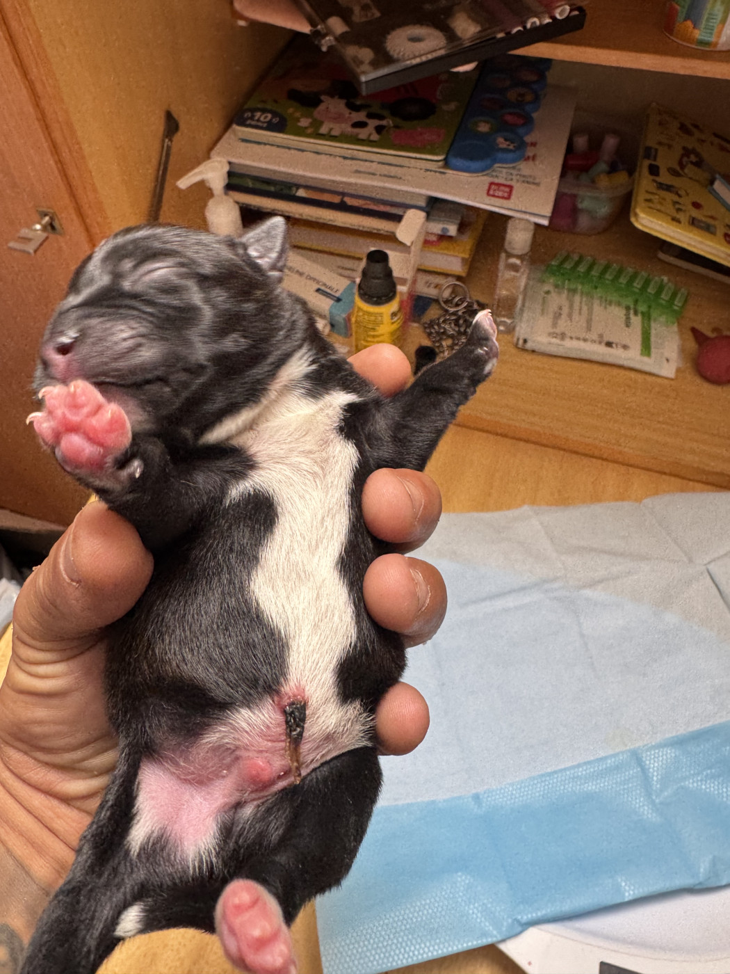 Royale Black Pearl - Chiots disponibles - Staffordshire Bull Terrier
