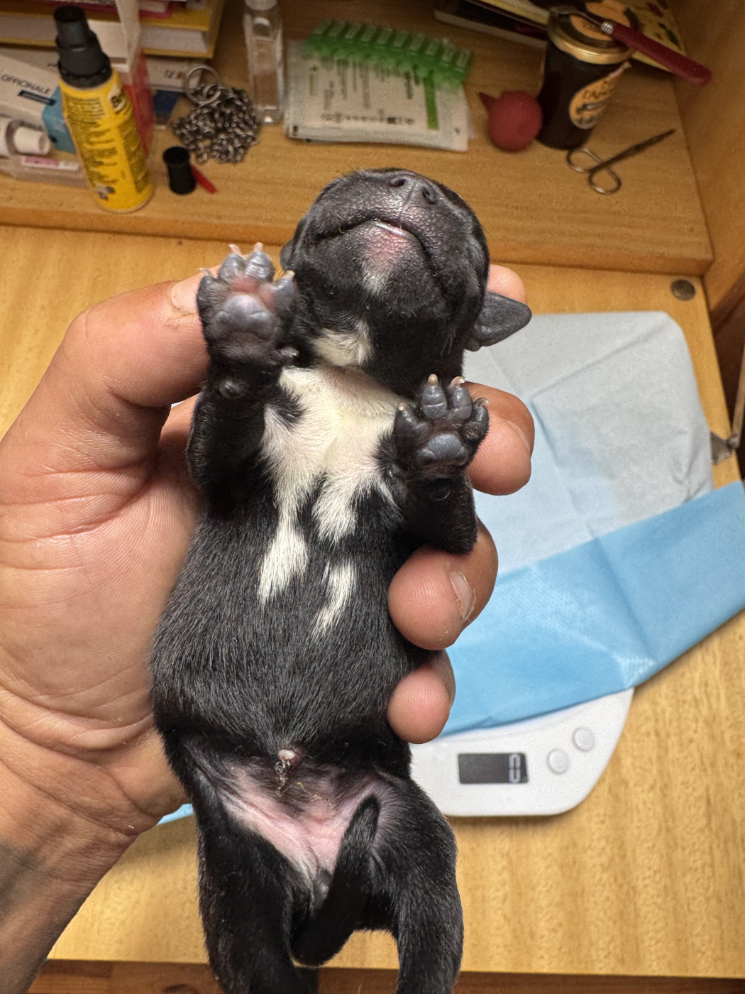 Royale Black Pearl - Chiots disponibles - Staffordshire Bull Terrier