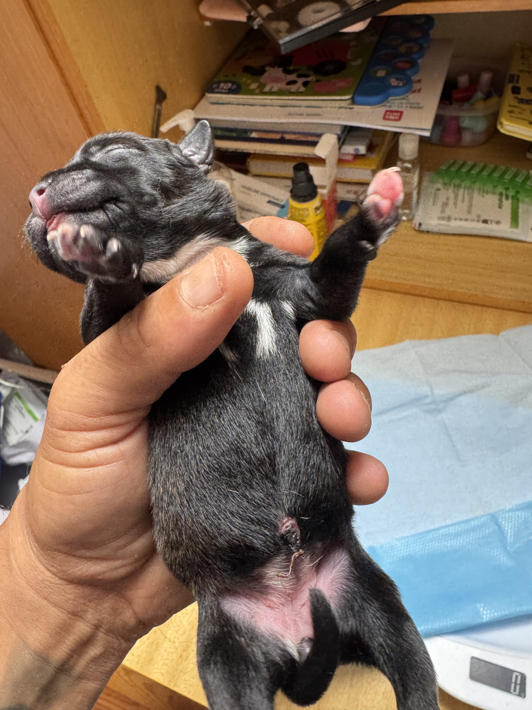 Royale Black Pearl - Chiots disponibles - Staffordshire Bull Terrier