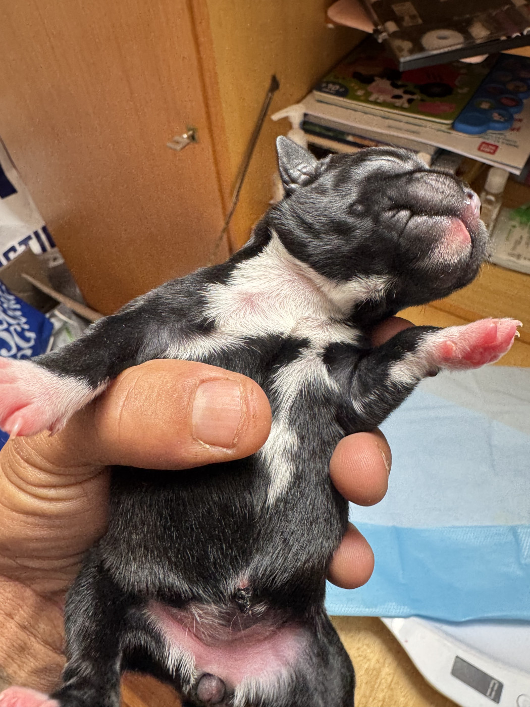 Royale Black Pearl - Chiots disponibles - Staffordshire Bull Terrier