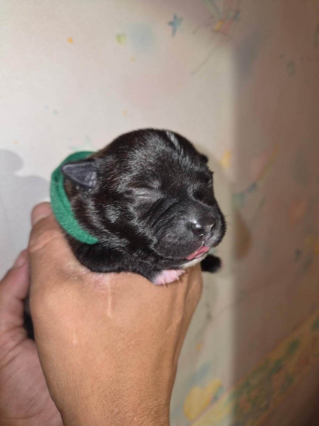 Royale Black Pearl - Chiots disponibles - Staffordshire Bull Terrier