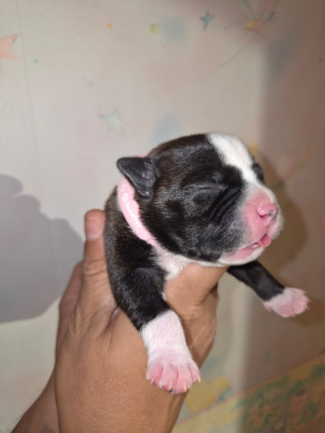 Royale Black Pearl - Chiots disponibles - Staffordshire Bull Terrier