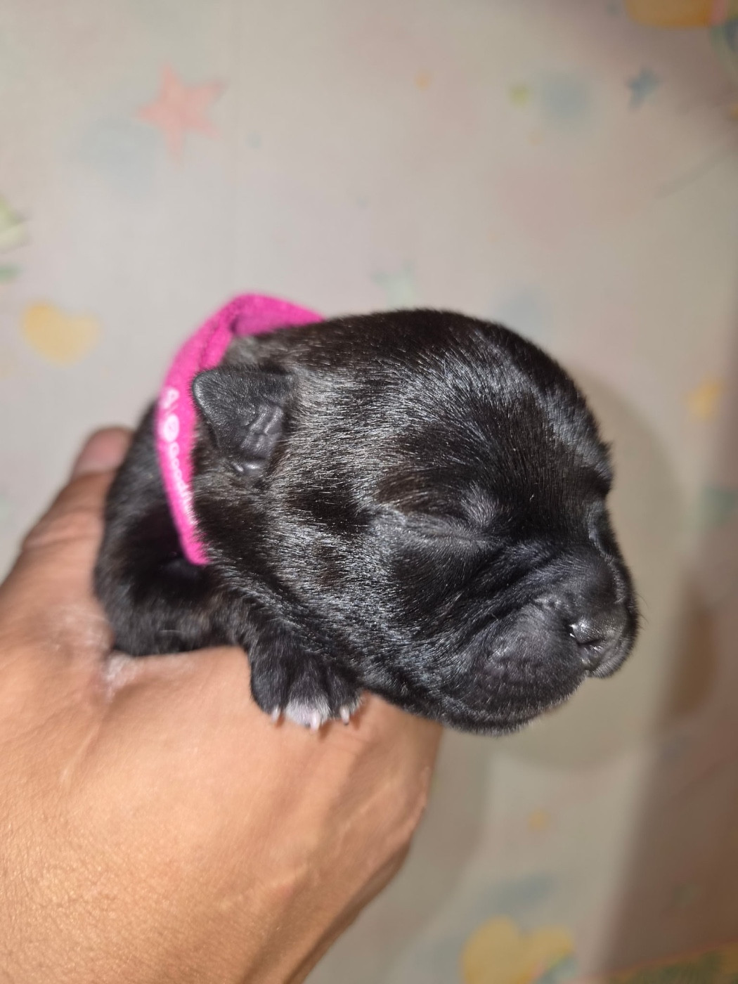 Royale Black Pearl - Chiots disponibles - Staffordshire Bull Terrier