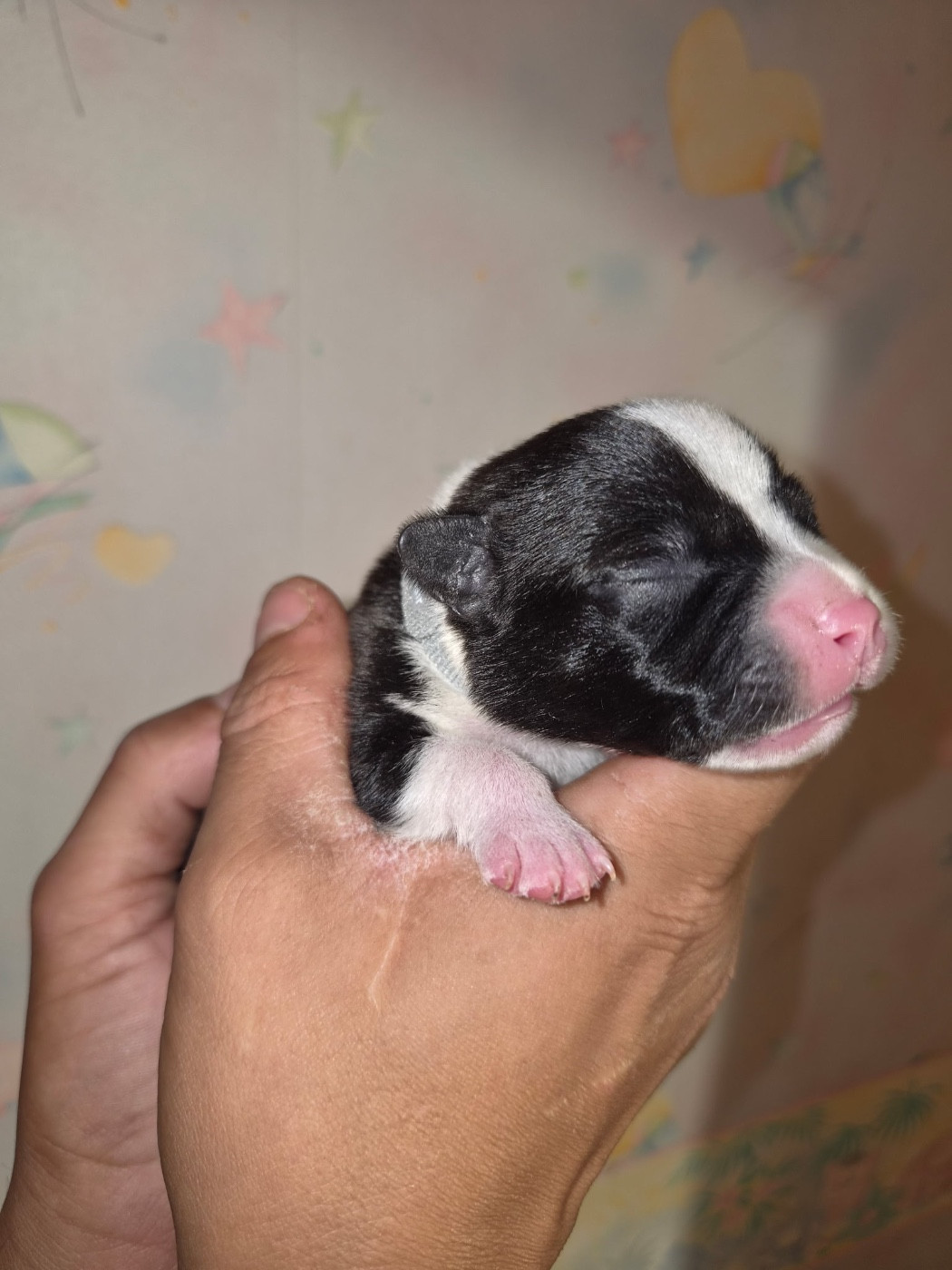 Royale Black Pearl - Chiots disponibles - Staffordshire Bull Terrier