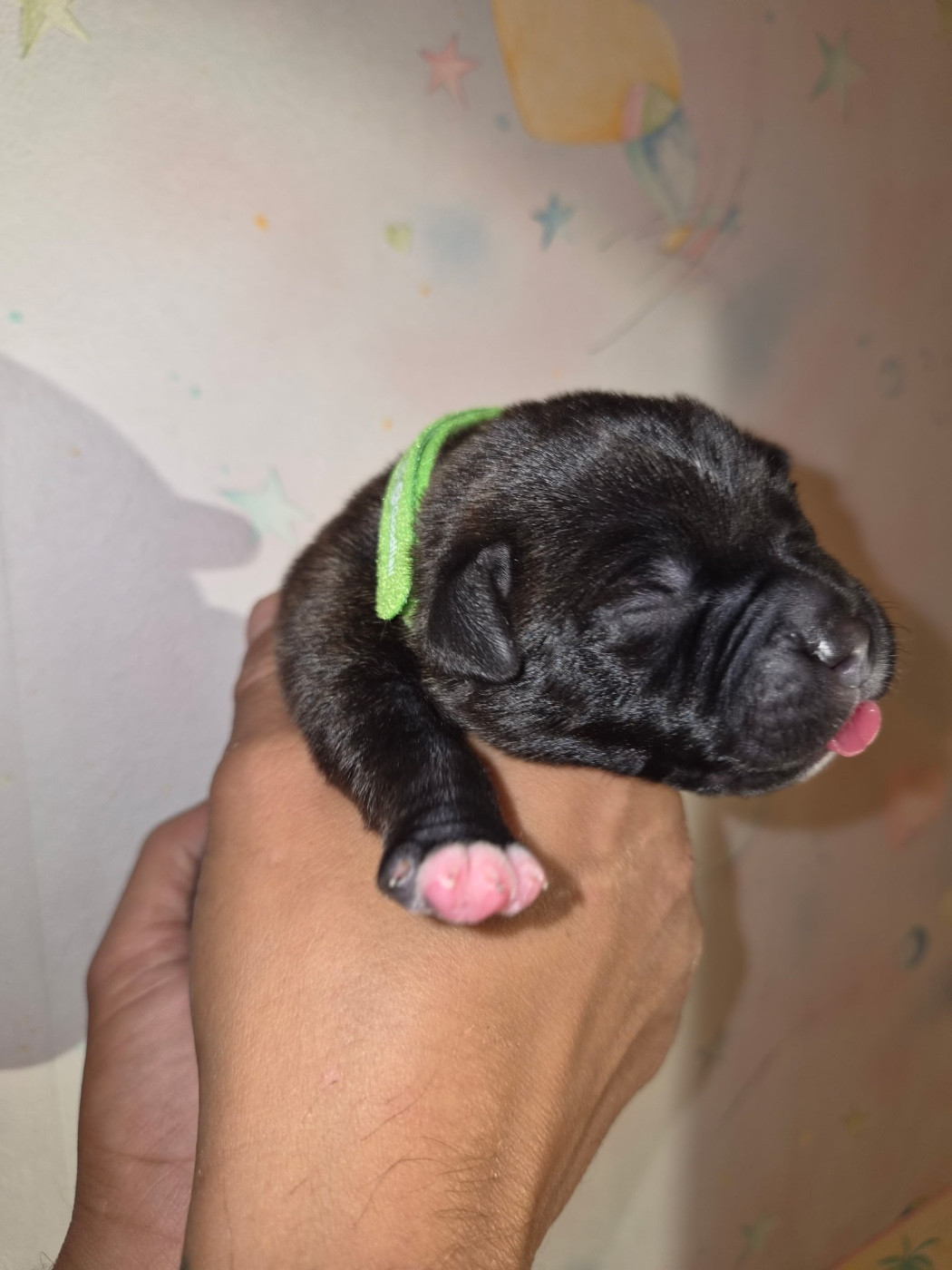 Royale Black Pearl - Chiots disponibles - Staffordshire Bull Terrier