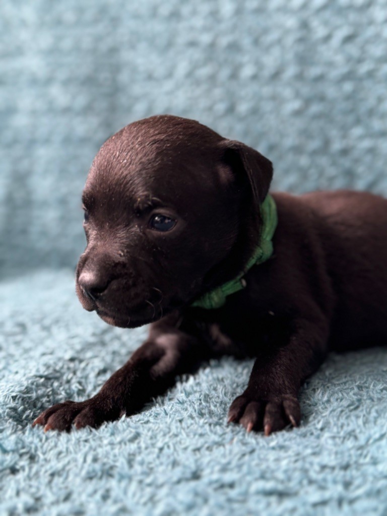 CHIOT noire Collier vert