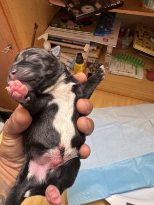 Chiot N°2