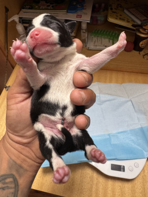 Chiot N°3