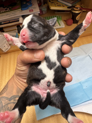 Chiot N°4